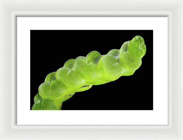 Gametophyte of Pleulaurocladula Albescens / Art Photo - Framed Print