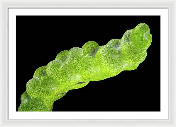 Gametophyte of Pleulaurocladula Albescens / Art Photo - Framed Print