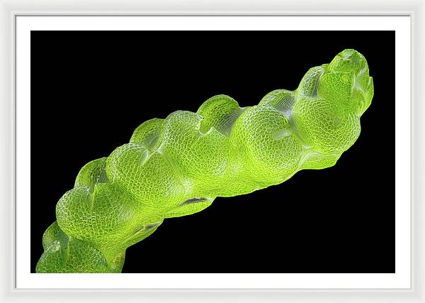 Gametophyte of Pleulaurocladula Albescens / Art Photo - Framed Print