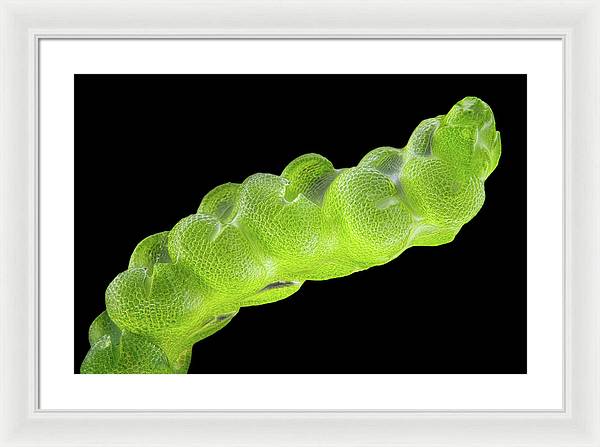 Gametophyte of Pleulaurocladula Albescens / Art Photo - Framed Print