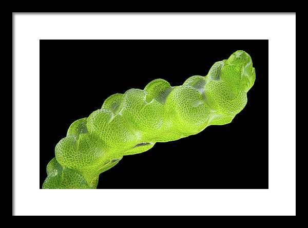 Gametophyte of Pleulaurocladula Albescens / Art Photo - Framed Print