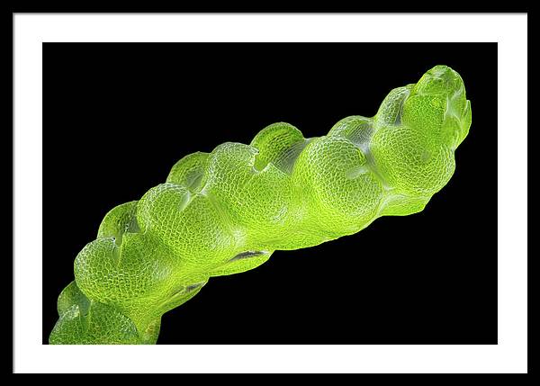 Gametophyte of Pleulaurocladula Albescens / Art Photo - Framed Print