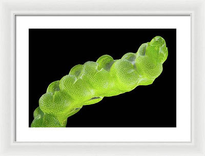 Gametophyte of Pleulaurocladula Albescens / Art Photo - Framed Print