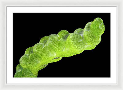 Gametophyte of Pleulaurocladula Albescens / Art Photo - Framed Print