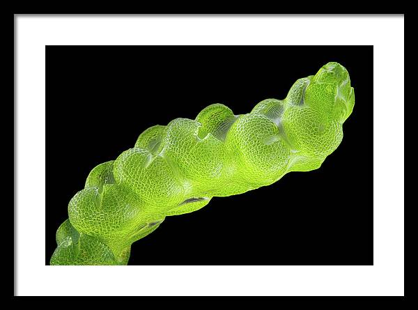 Gametophyte of Pleulaurocladula Albescens / Art Photo - Framed Print