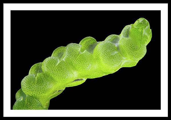 Gametophyte of Pleulaurocladula Albescens / Art Photo - Framed Print