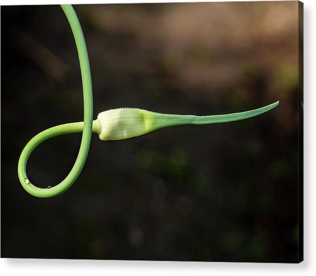 Garlic Plant / Art Photo - Acrylic Print