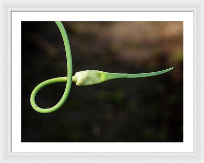 Garlic Plant / Art Photo - Framed Print