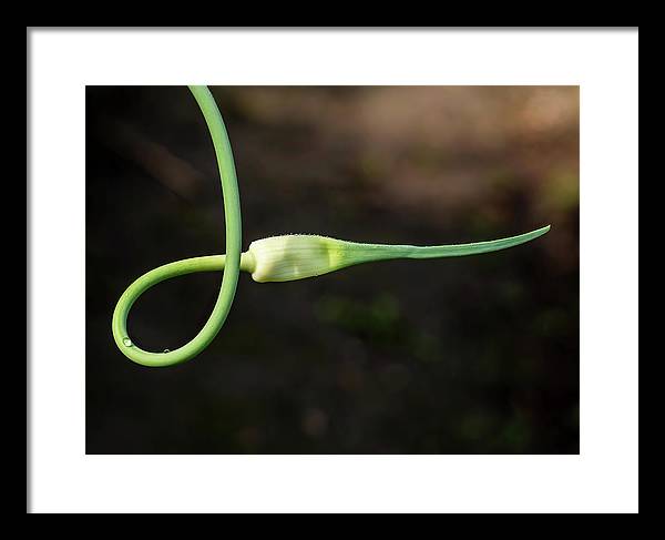 Garlic Plant / Art Photo - Framed Print