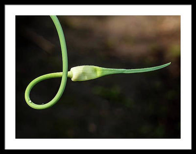 Garlic Plant / Art Photo - Framed Print