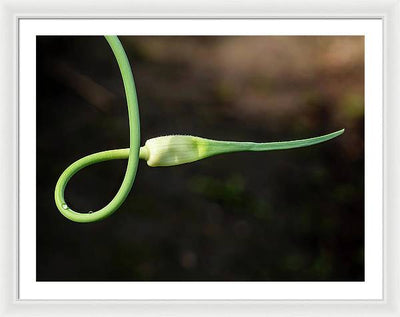 Garlic Plant / Art Photo - Framed Print