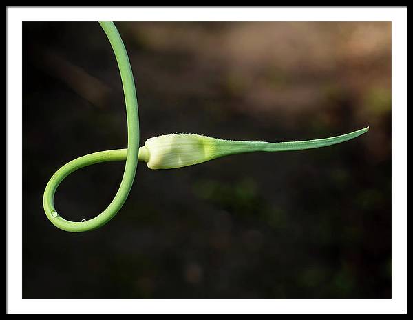 Garlic Plant / Art Photo - Framed Print