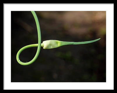 Garlic Plant / Art Photo - Framed Print