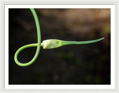 Garlic Plant / Art Photo - Framed Print