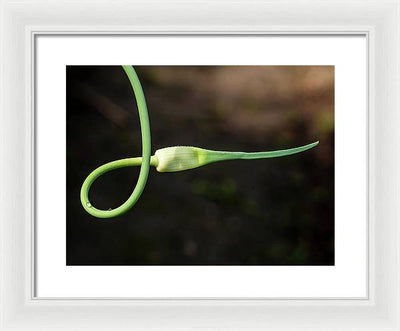 Garlic Plant / Art Photo - Framed Print