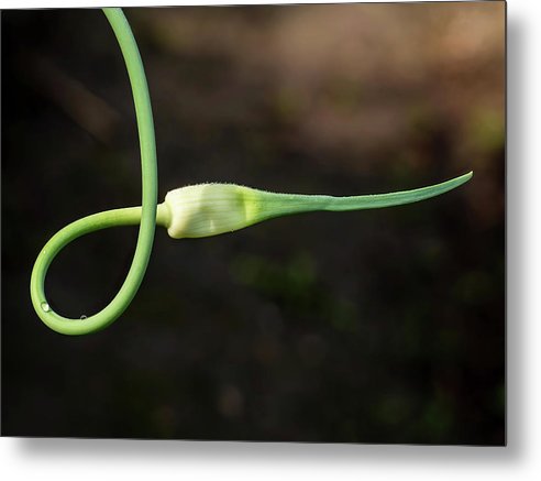 Garlic Plant / Art Photo - Metal Print