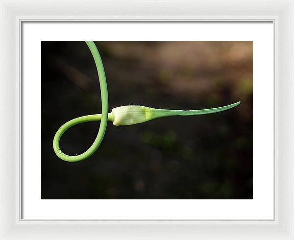 Garlic Plant / Art Photo - Framed Print