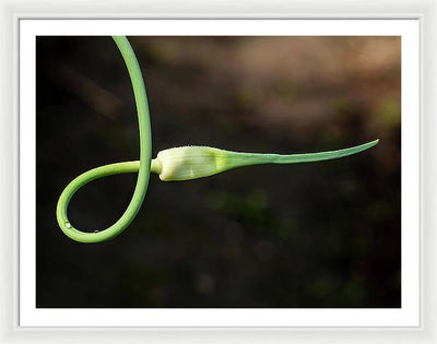 Garlic Plant / Art Photo - Framed Print