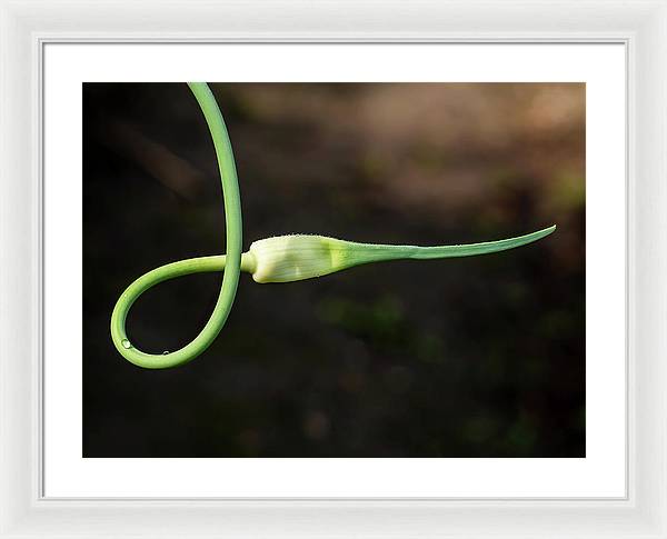 Garlic Plant / Art Photo - Framed Print