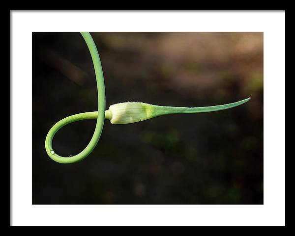 Garlic Plant / Art Photo - Framed Print