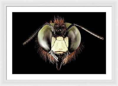 Giant Flying Eye, Xylocopa Virginica / Art Photo - Framed Print