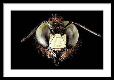 Giant Flying Eye, Xylocopa Virginica / Art Photo - Framed Print