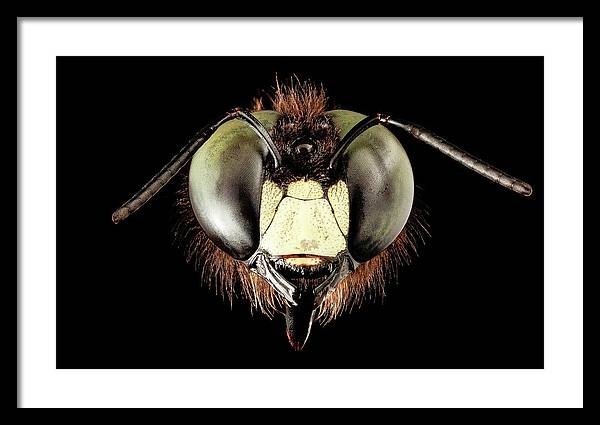 Giant Flying Eye, Xylocopa Virginica / Art Photo - Framed Print