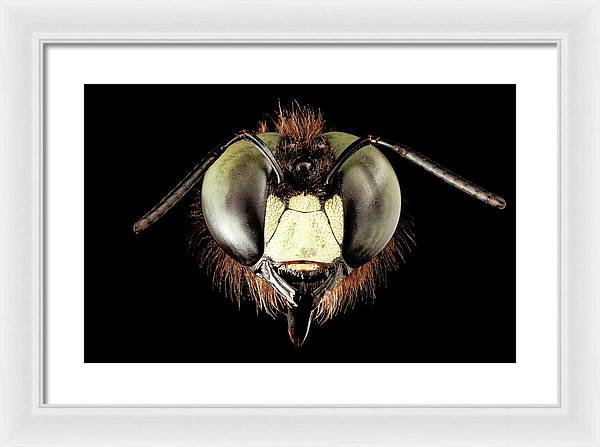 Giant Flying Eye, Xylocopa Virginica / Art Photo - Framed Print