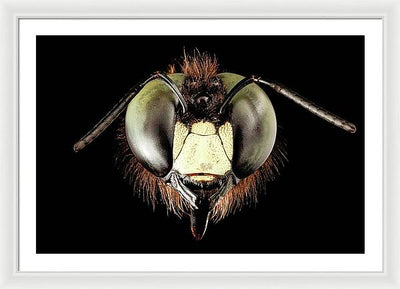 Giant Flying Eye, Xylocopa Virginica / Art Photo - Framed Print