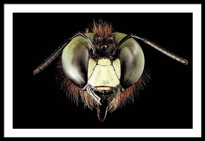 Giant Flying Eye, Xylocopa Virginica / Art Photo - Framed Print