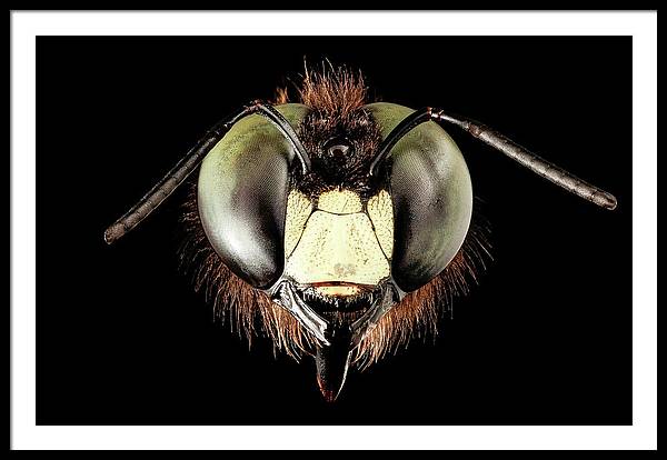 Giant Flying Eye, Xylocopa Virginica / Art Photo - Framed Print