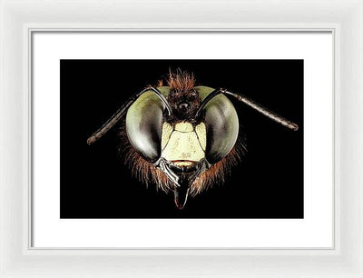 Giant Flying Eye, Xylocopa Virginica / Art Photo - Framed Print