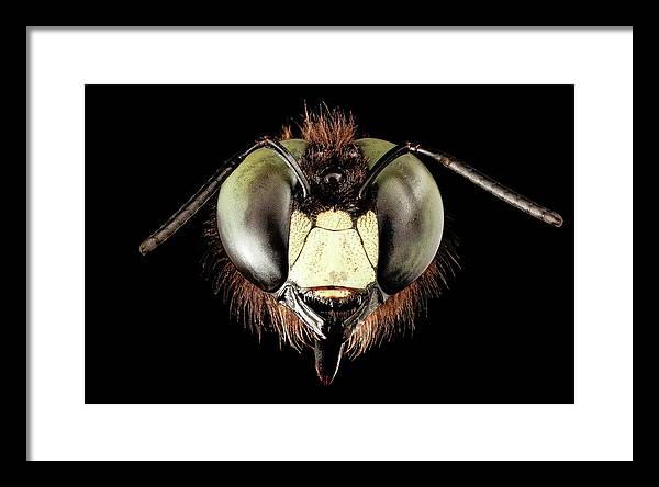 Giant Flying Eye, Xylocopa Virginica / Art Photo - Framed Print