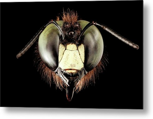 Giant Flying Eye, Xylocopa Virginica / Art Photo - Metal Print