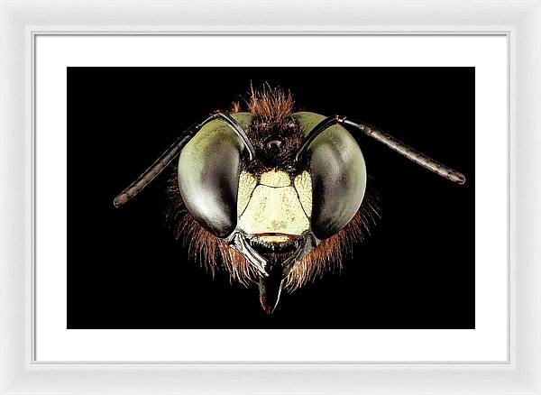 Giant Flying Eye, Xylocopa Virginica / Art Photo - Framed Print