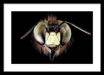 Giant Flying Eye, Xylocopa Virginica / Art Photo - Framed Print