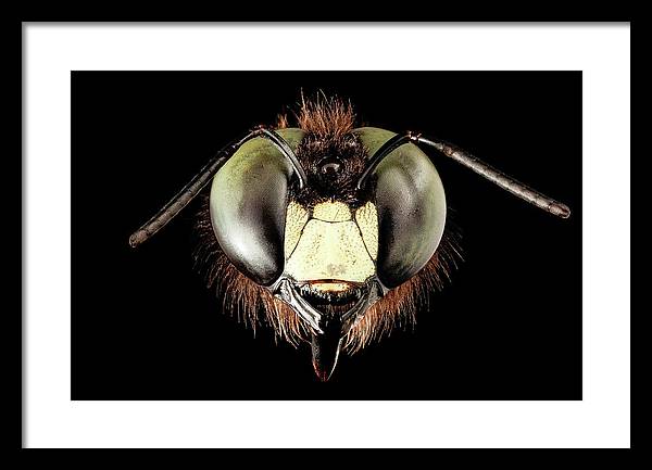 Giant Flying Eye, Xylocopa Virginica / Art Photo - Framed Print