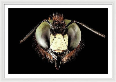 Giant Flying Eye, Xylocopa Virginica / Art Photo - Framed Print