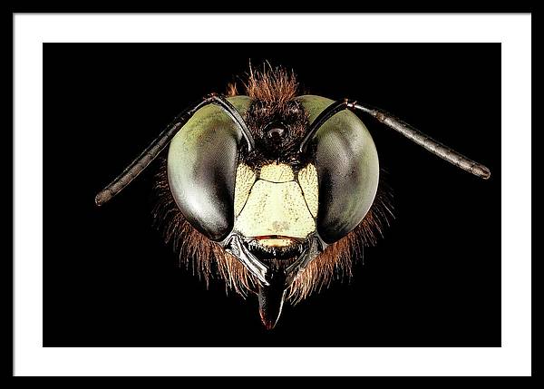 Giant Flying Eye, Xylocopa Virginica / Art Photo - Framed Print