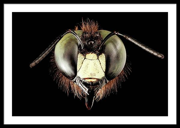 Giant Flying Eye, Xylocopa Virginica / Art Photo - Framed Print