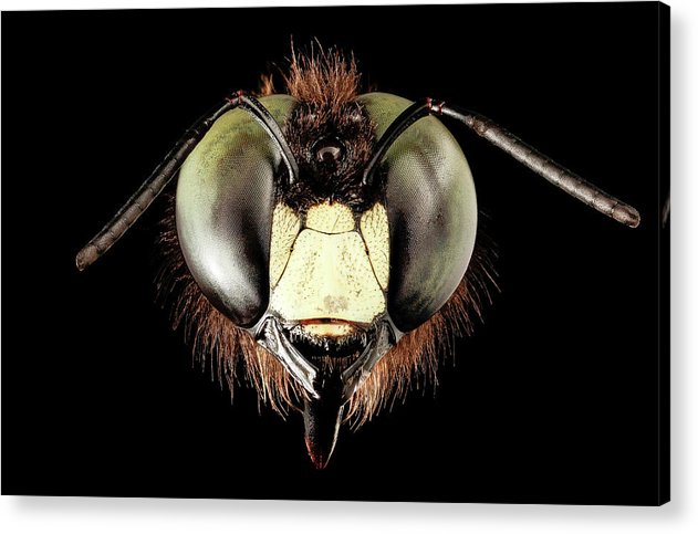 Giant Flying Eye, Xylocopa Virginica / Art Photo - Acrylic Print