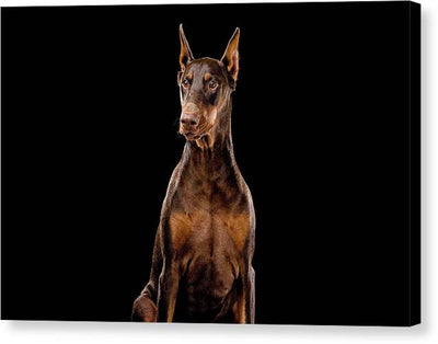 Ginger, Red Doberman Dog / Art Photo - Canvas Print