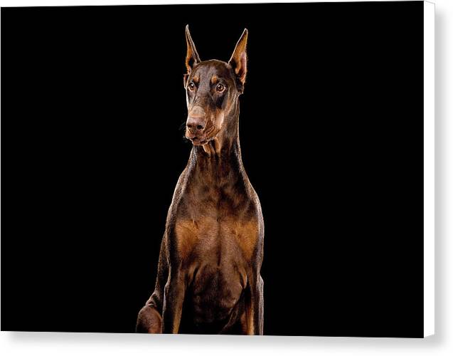 Ginger, Red Doberman Dog / Art Photo - Canvas Print