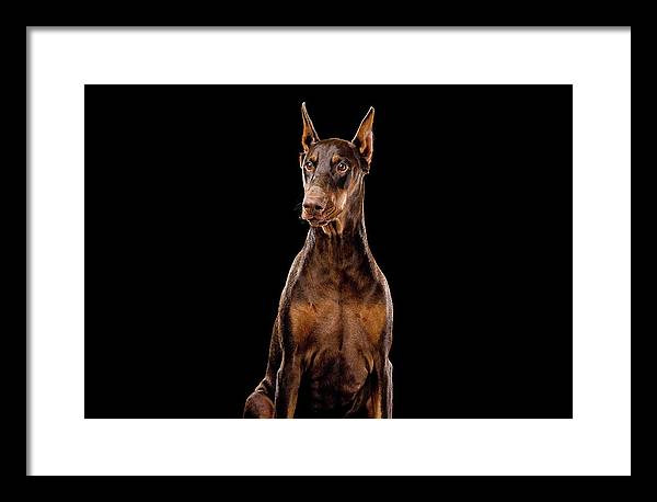 Ginger, Red Doberman Dog / Art Photo - Framed Print