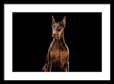 Ginger, Red Doberman Dog / Art Photo - Framed Print