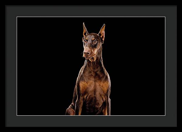 Ginger, Red Doberman Dog / Art Photo - Framed Print