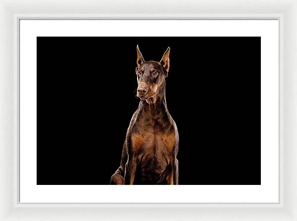 Ginger, Red Doberman Dog / Art Photo - Framed Print