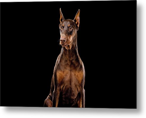 Ginger, Red Doberman Dog / Art Photo - Metal Print