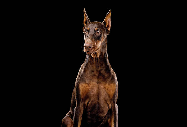 Ginger, Red Doberman Dog / Art Photo - Art Print