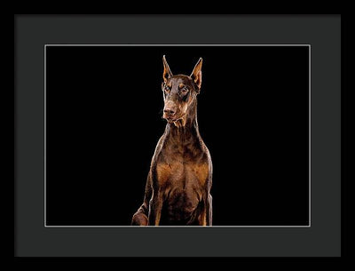 Ginger, Red Doberman Dog / Art Photo - Framed Print